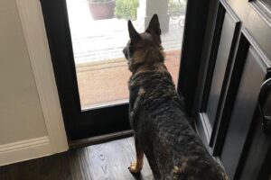 Entry Security Door with Dog